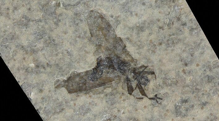 Fossil March Fly (Plecia) - Green River Formation #65177